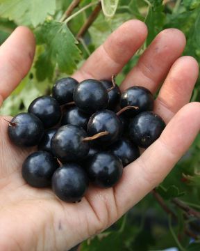 Kultaherukka Black Pearl