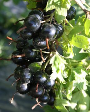 Kultaherukka Black Pearl