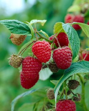 Vadelma Borgunn 4 kpl