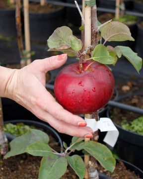 Pilariomenapuu Triumf