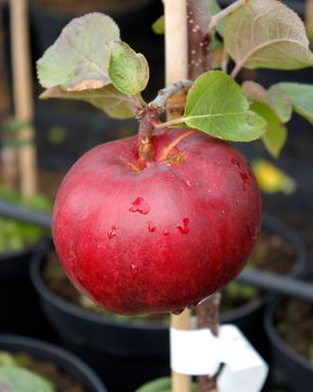 Pilariomenapuu Triumf