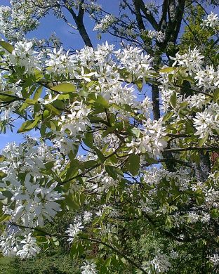 Rusotuomipihlaja Härkätien Herkku