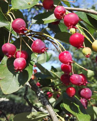 Rusotuomipihlaja Härkätien Herkku