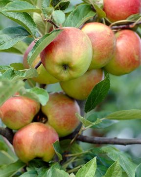 Kesäomena Sokerimiron