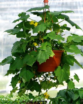 Kurkkuamppeli Mini Stars