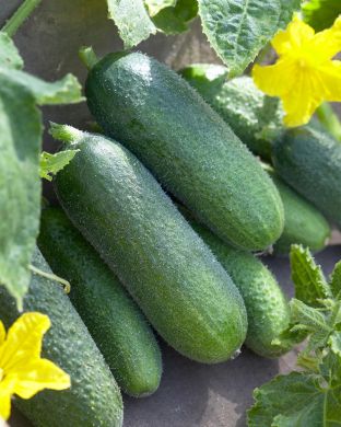 Avomaankurkku Corentine 3 kpl