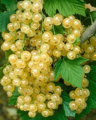 Valkoherukka Valkoinen Hollantilainen