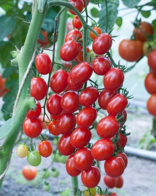 Miniluumutomaatti mix 3 kpl