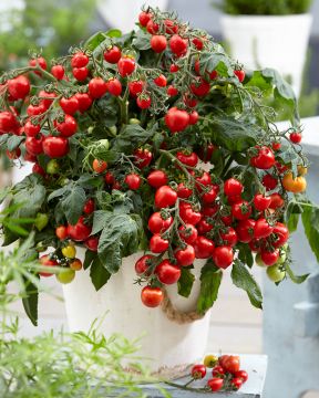 Pensastomaatti Heartbreaker Dora 3 kpl