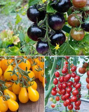 Värikäs tomaatti mix 3 kpl