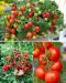 Kotipuutarhurin tomaatti mix 3 kpl