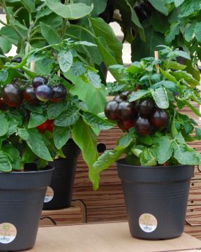 Ruukkutomaatti Tartufo 3 kpl