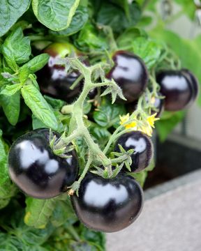 Ruukkutomaatti Tartufo 3 kpl