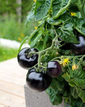 Ruukkutomaatti Tartufo 3 kpl