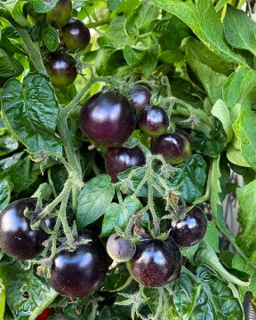 Ruukkutomaatti Tartufo 3 kpl