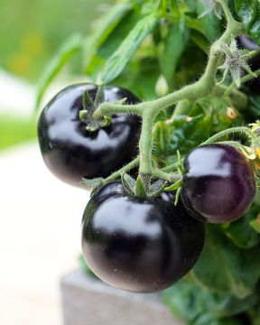 Ruukkutomaatti Tartufo 3 kpl