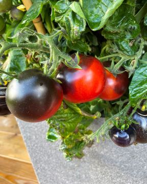 Ruukkutomaatti Tartufo 3 kpl