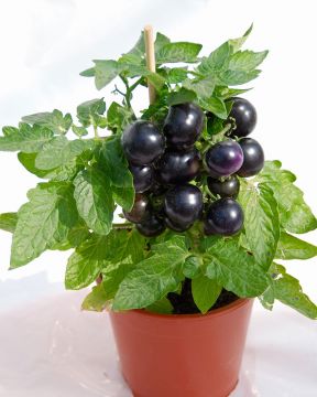 Ruukkutomaatti Tartufo 3 kpl