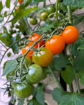 Kirsikkatomaatti Sungold 3 kpl