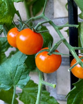 Kirsikkatomaatti Sungold 3 kpl