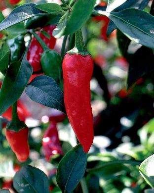 Chilipaprika mix 3 kpl