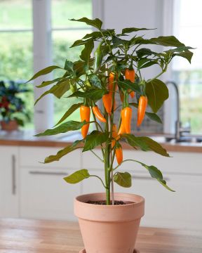 Chilipaprika Orange Spice