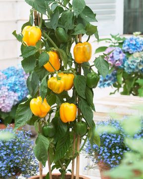 Vihannespaprika Cuby Yellow 3 kpl