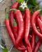 Chilipaprika Fireflame