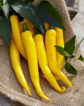 Chilipaprika Vectura Yellow