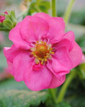 Mansikka Summer Breeze Pink 3 kpl