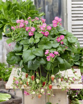 Mansikka Summer Breeze Pink 3 kpl