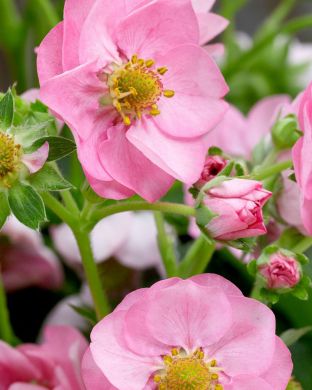 Mansikka Summer Breeze Pink 3 kpl