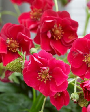 Mansikka Summer Breeze Red 3 kpl