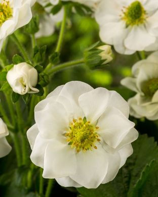 Mansikka Summer Breeze Snow 3 kpl