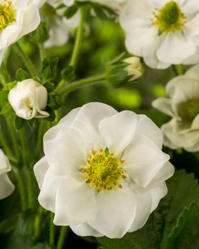 Mansikka Summer Breeze Snow 3 kpl