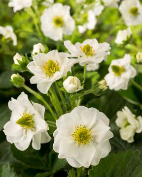 Mansikka Summer Breeze mix 3 kpl