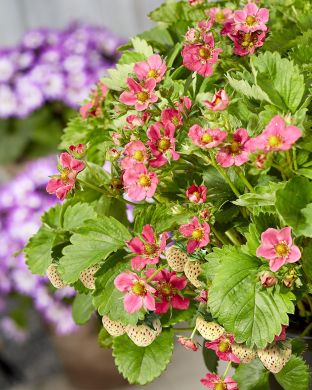 Ananasmansikka Strawberry Ice 3