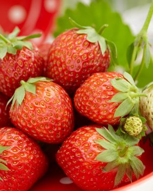 Mansikka Korona 6 kpl