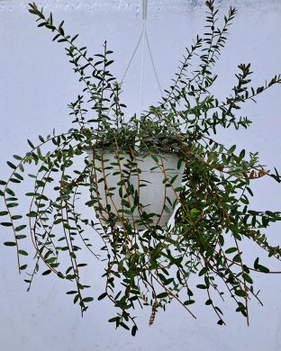 Amerikankarpaloamppeli