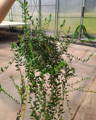 Amerikankarpaloamppeli