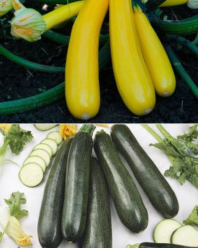 Kesäkurpitsa mix 3 kpl