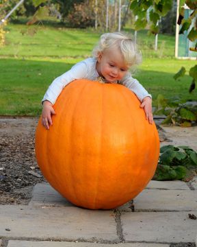 Jättikurpitsa Atlantic Giant 3 kpl