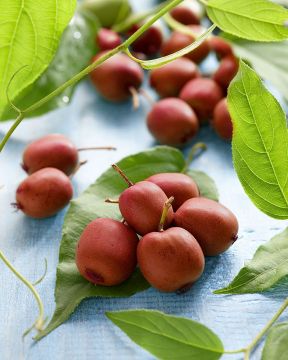 Minikiivi Ken´s Red