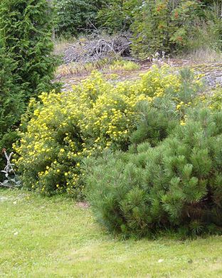 Pensashanhikki Goldfinger 3 kpl