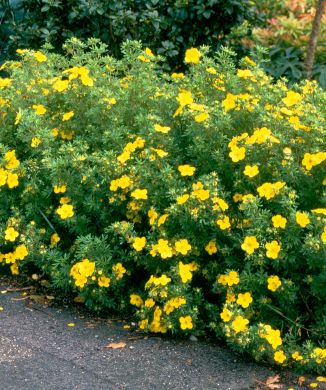 Pensashanhikki Goldfinger 3 kpl