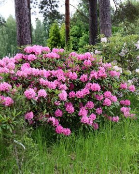 Marjatanalppiruusu Haaga