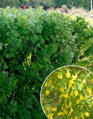 Siperianhernepensaan aitataimet 10 kpl