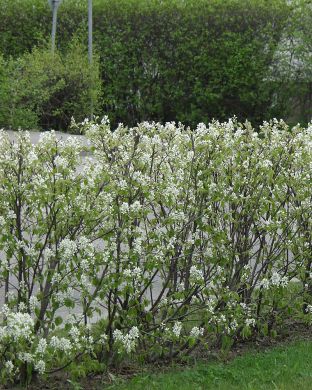 Isotuomipihlajan aitataimet 10 kpl