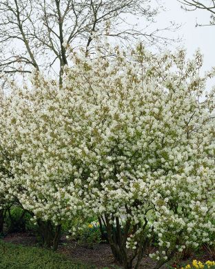 Isotuomipihlajan aitataimet 10 kpl