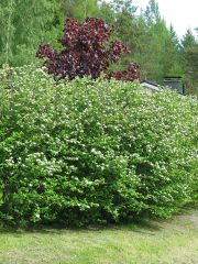 Marja-aronian aitataimet 40 kpl